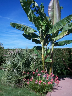 massif terrasse.JPG