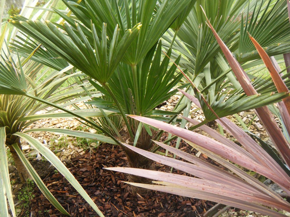 Au milieu des cordylines