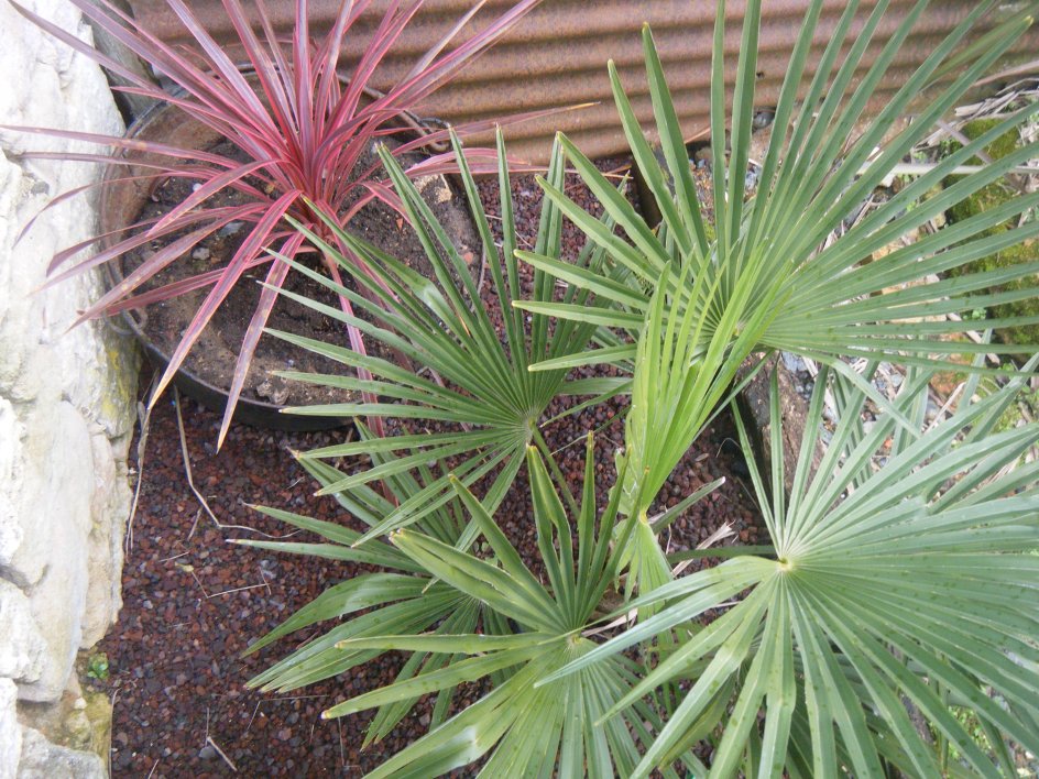 Je retente une cordyline rose ,mais en pot très drainé et abrité des vents Nord-Est,dans la partie gauche du parterre.