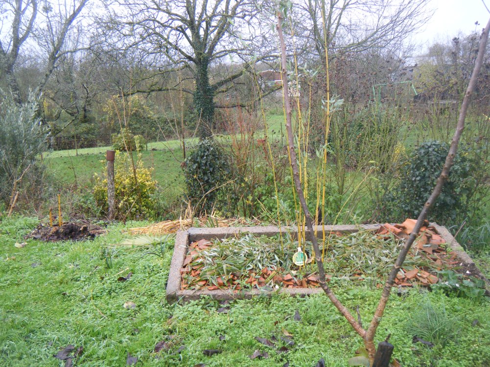 Derrière les bambous au fond du jardin ,elle apportera du volume,l'albizia est à gauche derrière les bambous,sur la photo on ne vois pas le piquet.Quand elle prendra du volume je posterais une photo