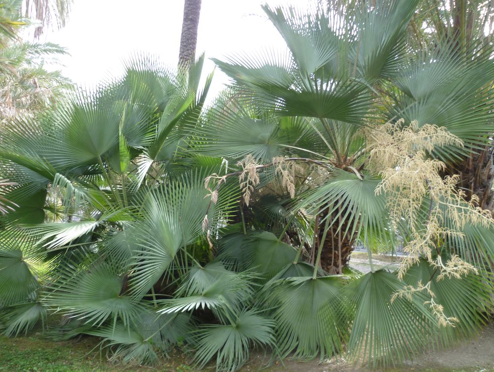 B dulcis San Remo villa Ormond.jpg