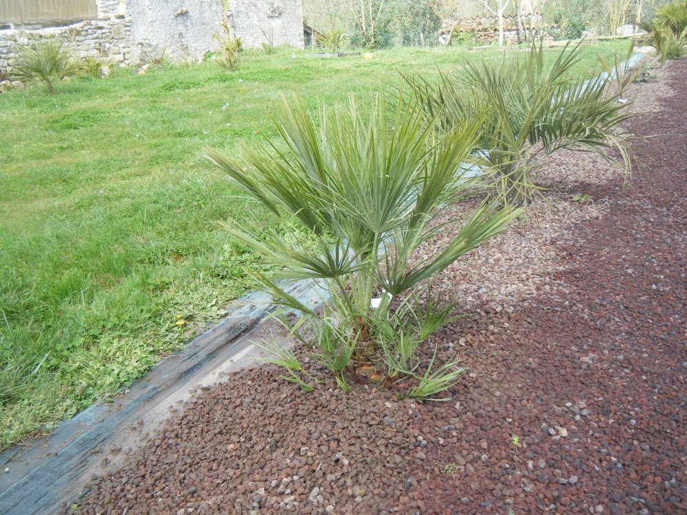 Chaméarops Humilis