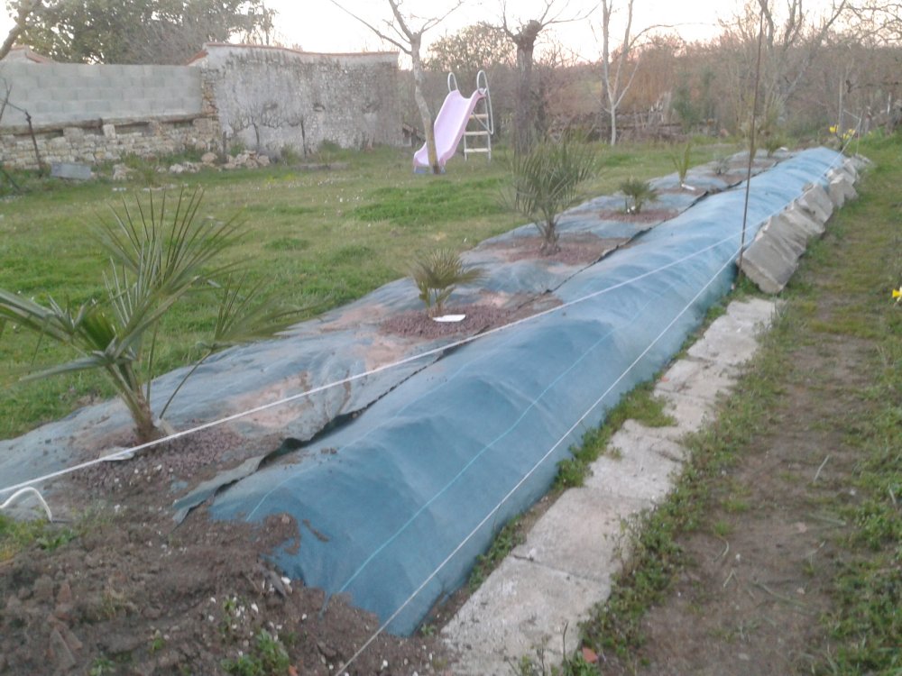 Lors de la plantation  le 9 mars 2014.