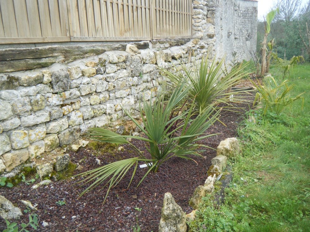Sabal Minor