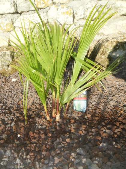 Washingtonia x 4