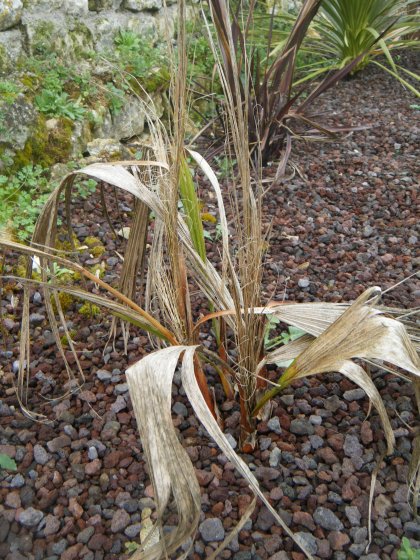 Après cet hiver ,les 4 Washingtonia ont été brûlés,par les gelées  à répétition.Sabal va prendre leur place.