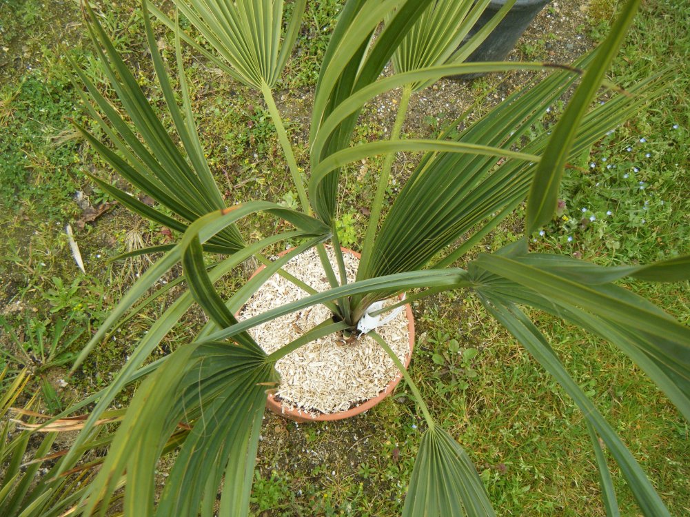 Sabal Minor avant la plantation.