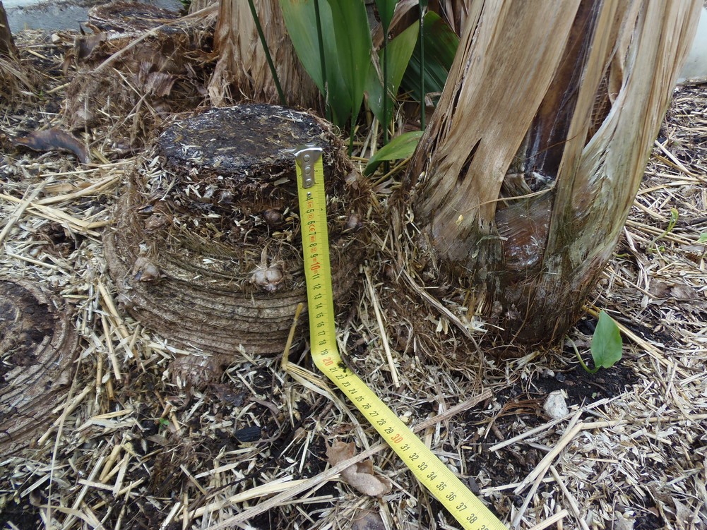 P4011006 (Copier).JPG