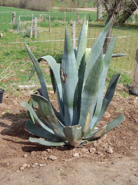 DSCN2081 (Copier).JPG