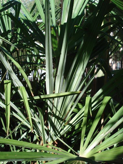 DSC08118.JPG