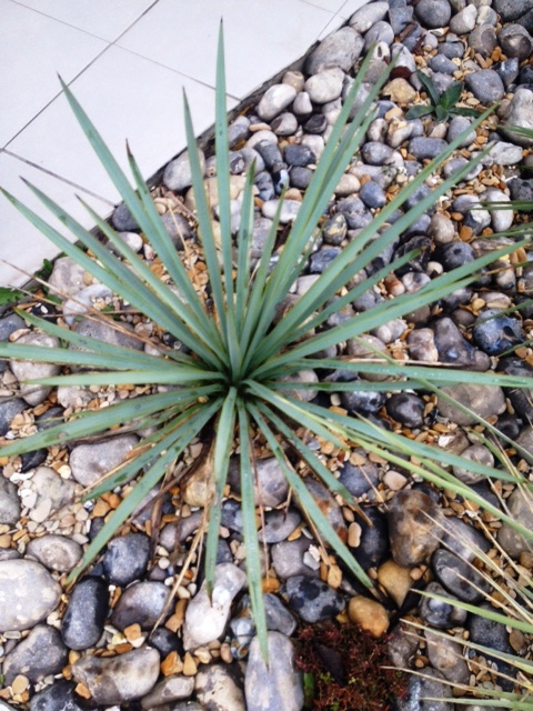 rigida.jpg