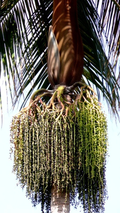 acanthophoenixrousselii2.jpg