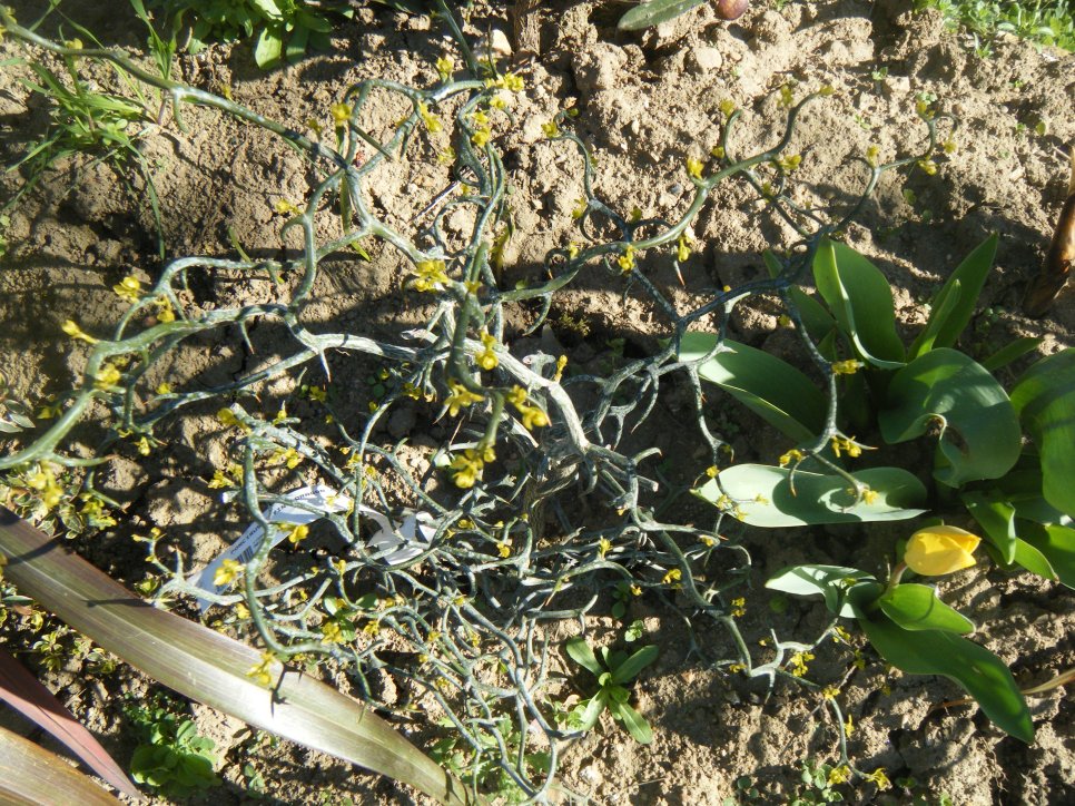 Poncirus en bourgeons