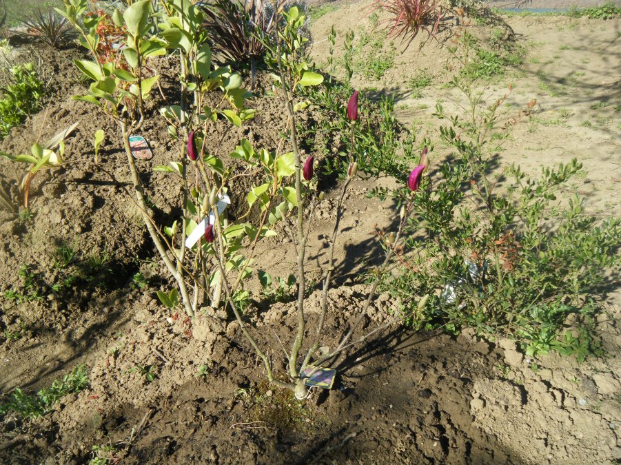 Magnolia planter,hier.