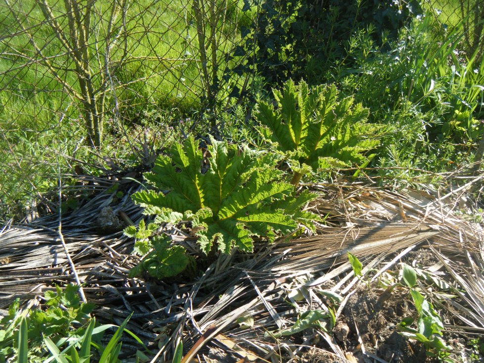 La Gunnera