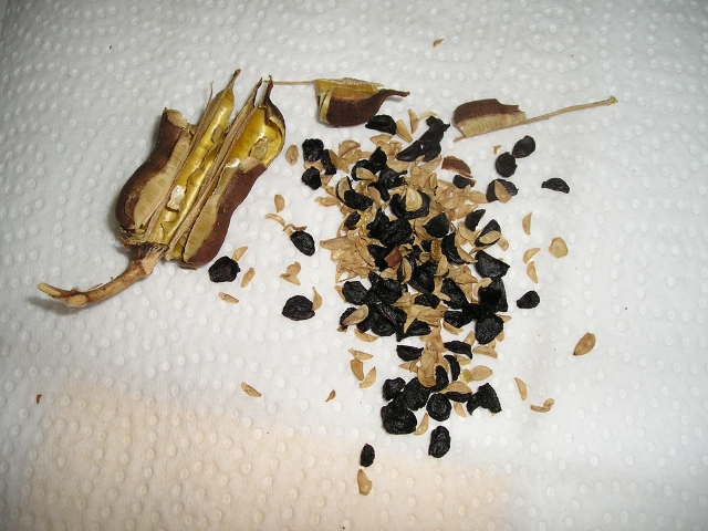 Yucca filamentosa Graines.JPG