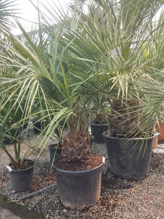 Petit butia touffu de 1m environ.