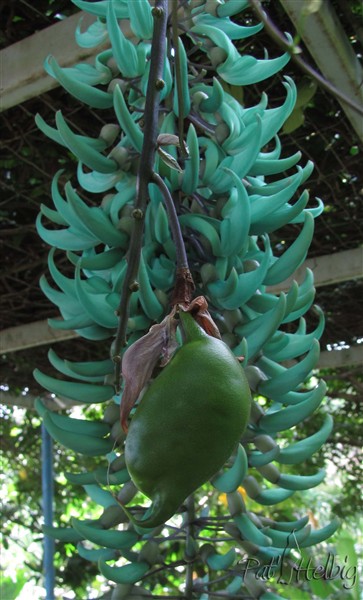 C'est très rare d'obtenir un fruit de la liane de jade, le troisième en dix ans!.jpg