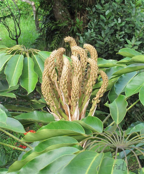 La fleur de l'arbre pieuvre (Schefflera actinofylla), en train de s'ouvrir 2.jpg