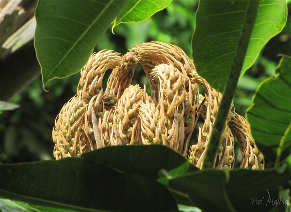 La fleur de l'arbre pieuvre (Schefflera actinofylla), en train de s'ouvrir 1.jpg