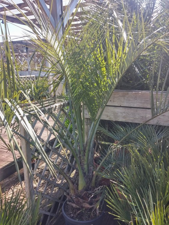 butia 3.jpg