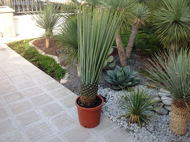 yucca rigida.jpg