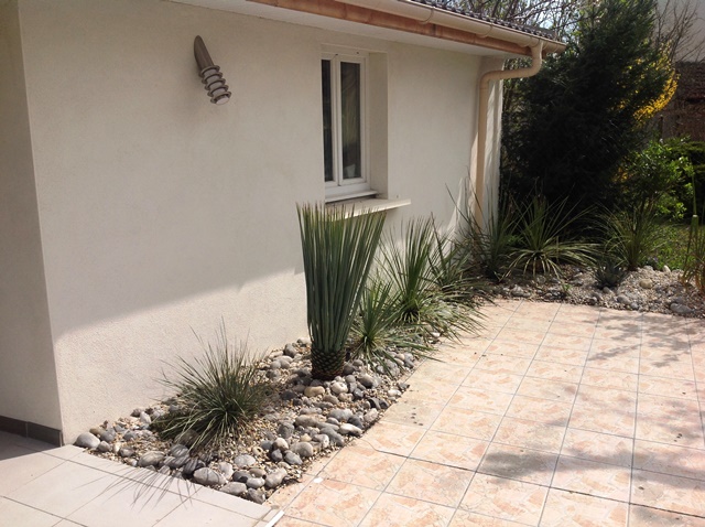 yucca rigida1.jpg