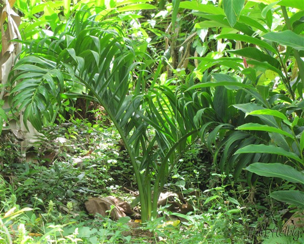 Le Dypsis prestoniana planté recemment le 09 09 2014 issu d'un plant en pot de 4 ans..jpg