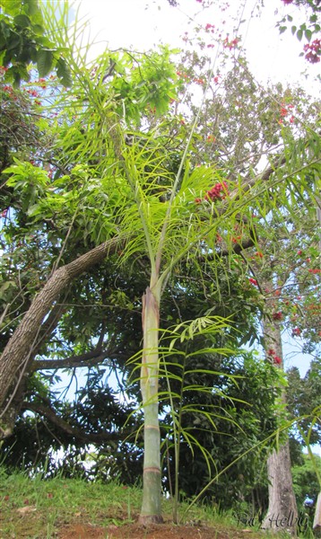 Le Dypsis madagascariensis cespiteux a été planté le 08 12 2013 issu d'un plant en pot de 5 ans..jpg