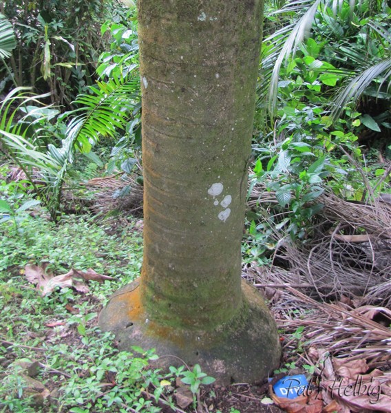 Le bas du stipe du Dypsis madagascariensis.jpg