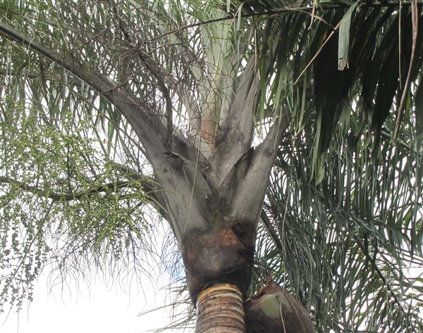 La couronne du Dypsis madagascariensis.jpg