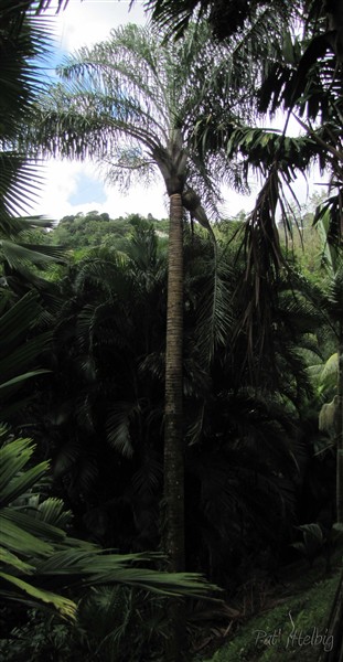 Le Dypsis madagascariensis planté le 15 11 2001 issu d'un plant en pot de 4 ans.jpg