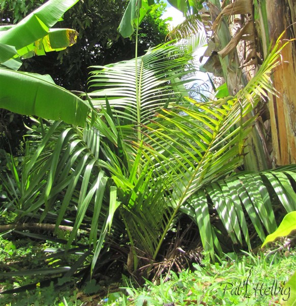 Le Dypsis leptocheilos planté le 25 11 2012 issu d'un plant en pot de 2 ans..jpg