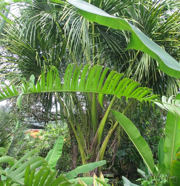 Le Mauritia flexuosa a été planté le 20 07 2008 issu d'un plant en pot de 3 ans..jpg