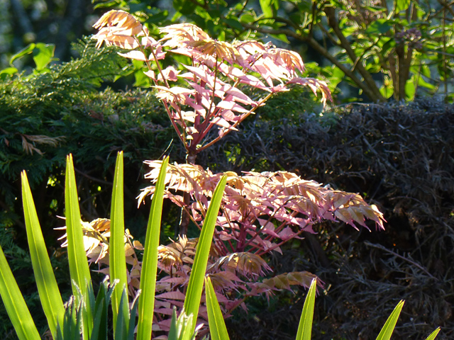 P1030082fh.jpg