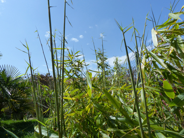 P1030094fh.jpg