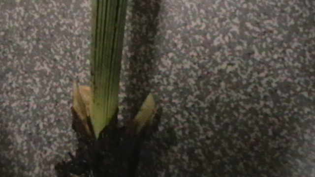 IMGA0835.JPG