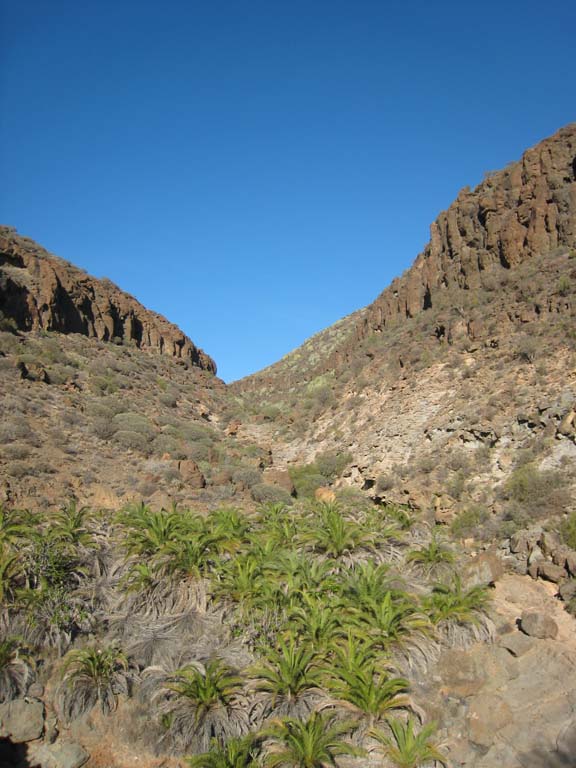 Phoenix canariensis dans un canyon - <br />suite à 5 mois de sécheresse estivale, c'est la seule plante encore verte