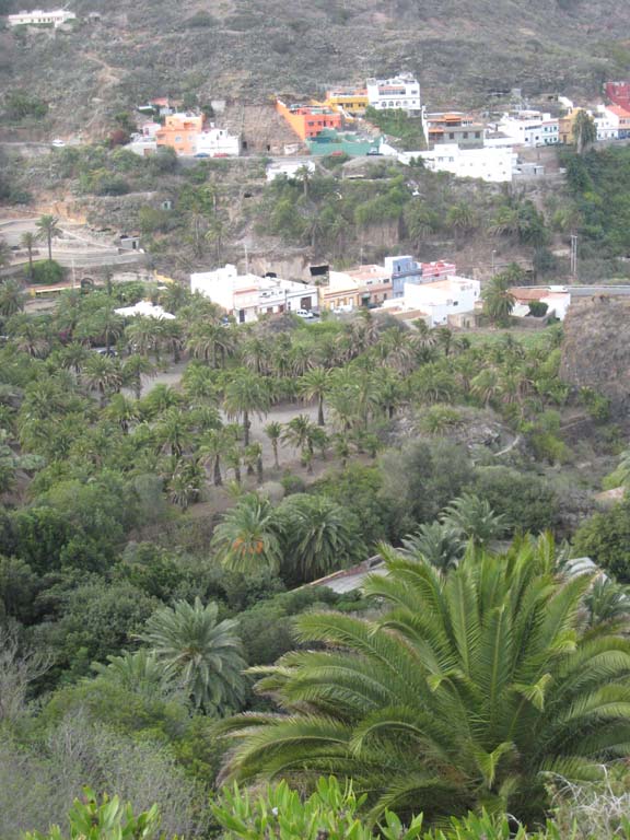 las palmas, jardin botanique Viera y Clavo -<br />les Phoenix en terrain profond, dans la partie "laurisylve" sont exubérants -<br />ceux plus au loin, dans la zone désertique, sont plus jaunes, chétifs