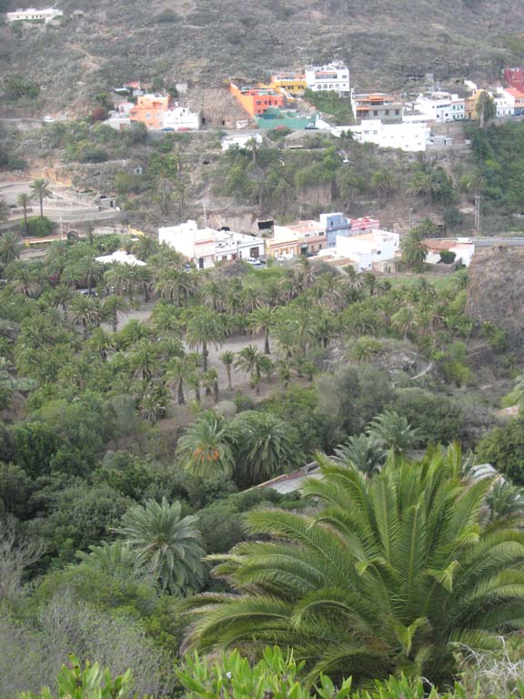 las palmas, jardin botanique Viera y Clavo -<br />les Phoenix en terrain profond, dans la partie &quot;laurisylve&quot; sont exubérants -<br />ceux plus au loin, dans la zone désertique, sont plus jaunes, chétifs