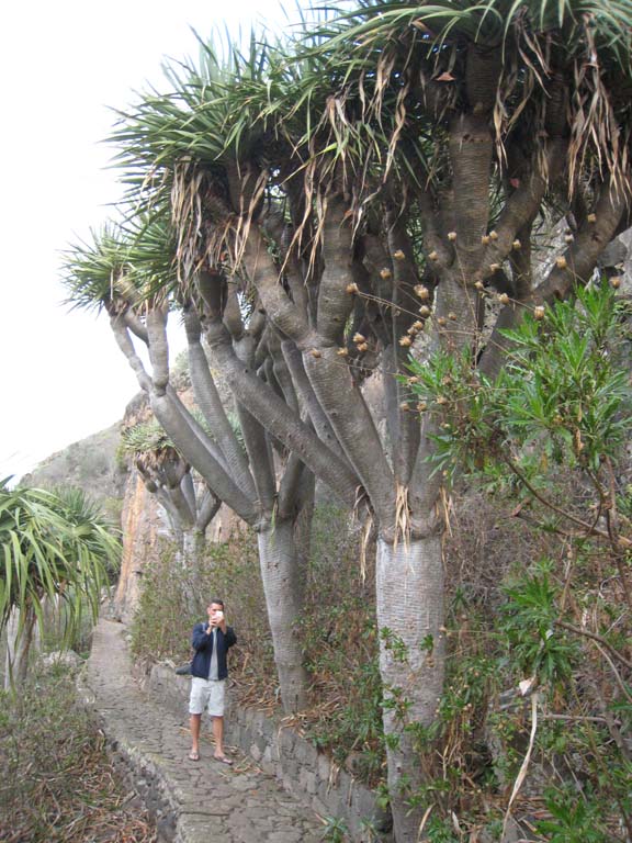 Dracaena draco - partout imités, jamais égalés, <br /><br />c'est énorme!