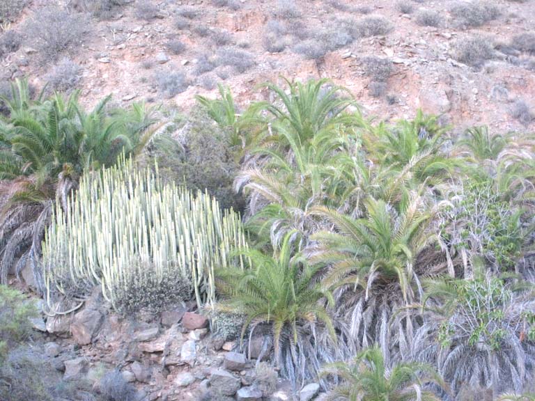 dans un canyon, Phoenix canariensis et Euphorbia canarienis - drôle de cohabitation