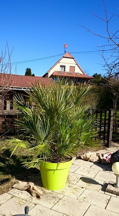 chamaerops humilis