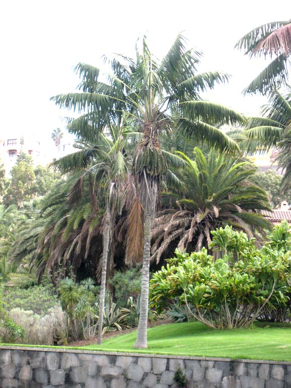 Howea forsteriana, le kentia comme sur l'ile de Lord Howe