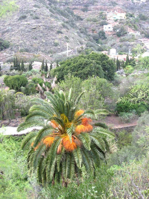 nombreuses formes de Phoenix - dattes rouges, inflorescences orange vif, etc.....