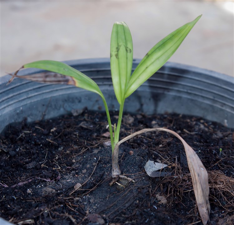 Dypsis leucomala 2015-04-20.jpg