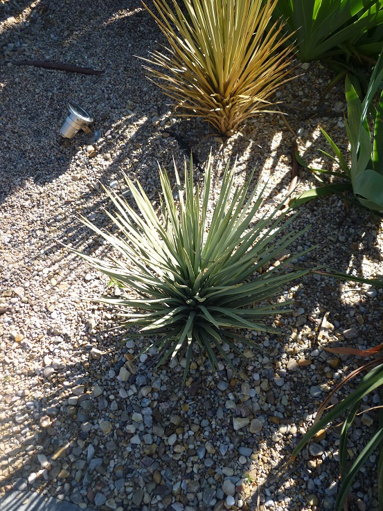 Si quelqu&quot;un pouvait me dire de quoi il s' agit, le sujet en 1er plan : couleur bleu et feuille très rigide