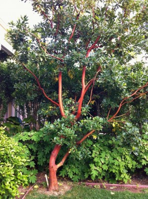 Arbutus-Unedo-tree-298x399.jpg