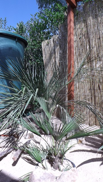 butia capitata et chamaerops humilis