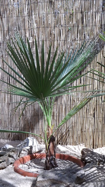 washingtonia filifera